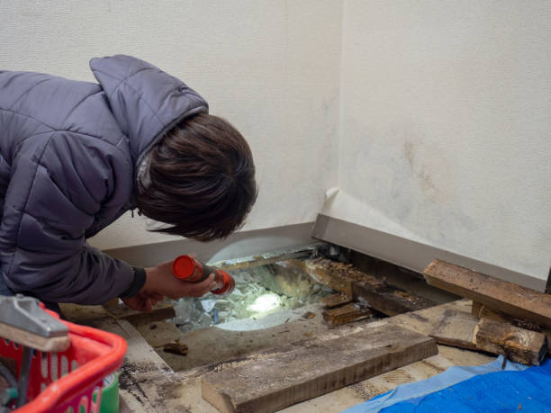 Professional Mold Removal in Fairlawn, VA